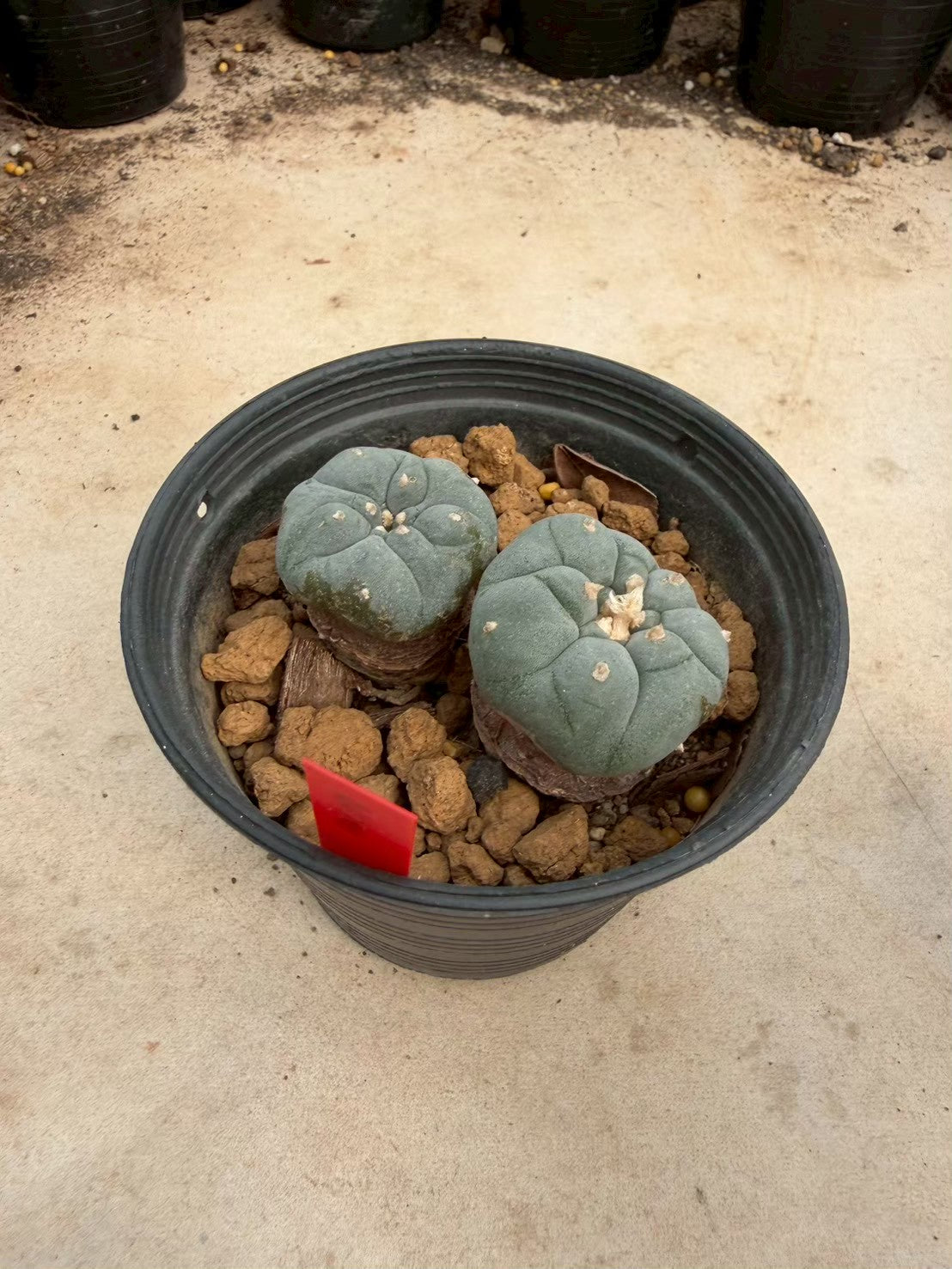 Lophophora williamsii – Peyote Cactus (Seed Grown, 3-3.5 cm, Own Root) 14 years old