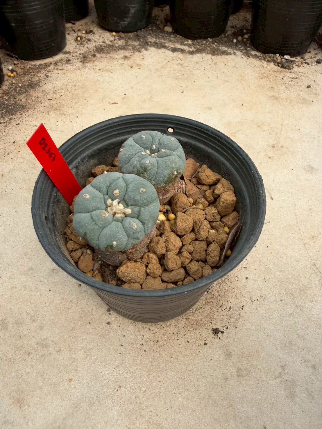 Lophophora williamsii – Peyote Cactus (Seed Grown, 3-3.5 cm, Own Root) 14 years old