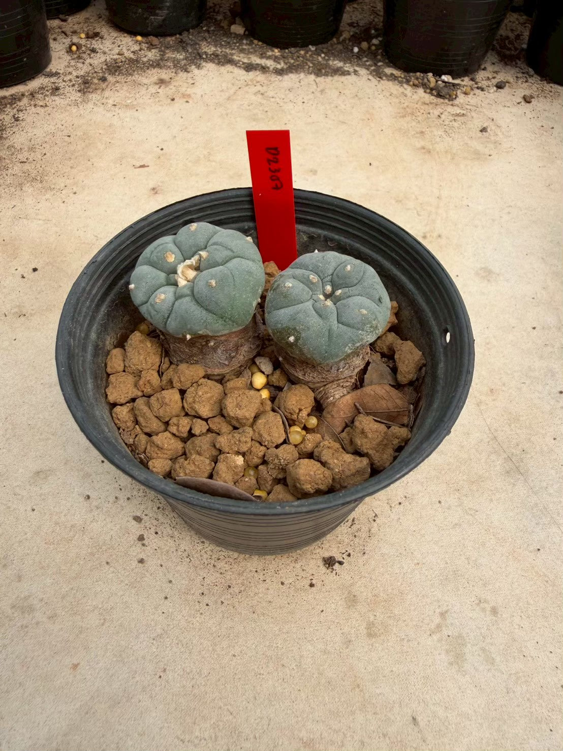 Lophophora williamsii – Peyote Cactus (Seed Grown, 3-3.5 cm, Own Root) 14 years old