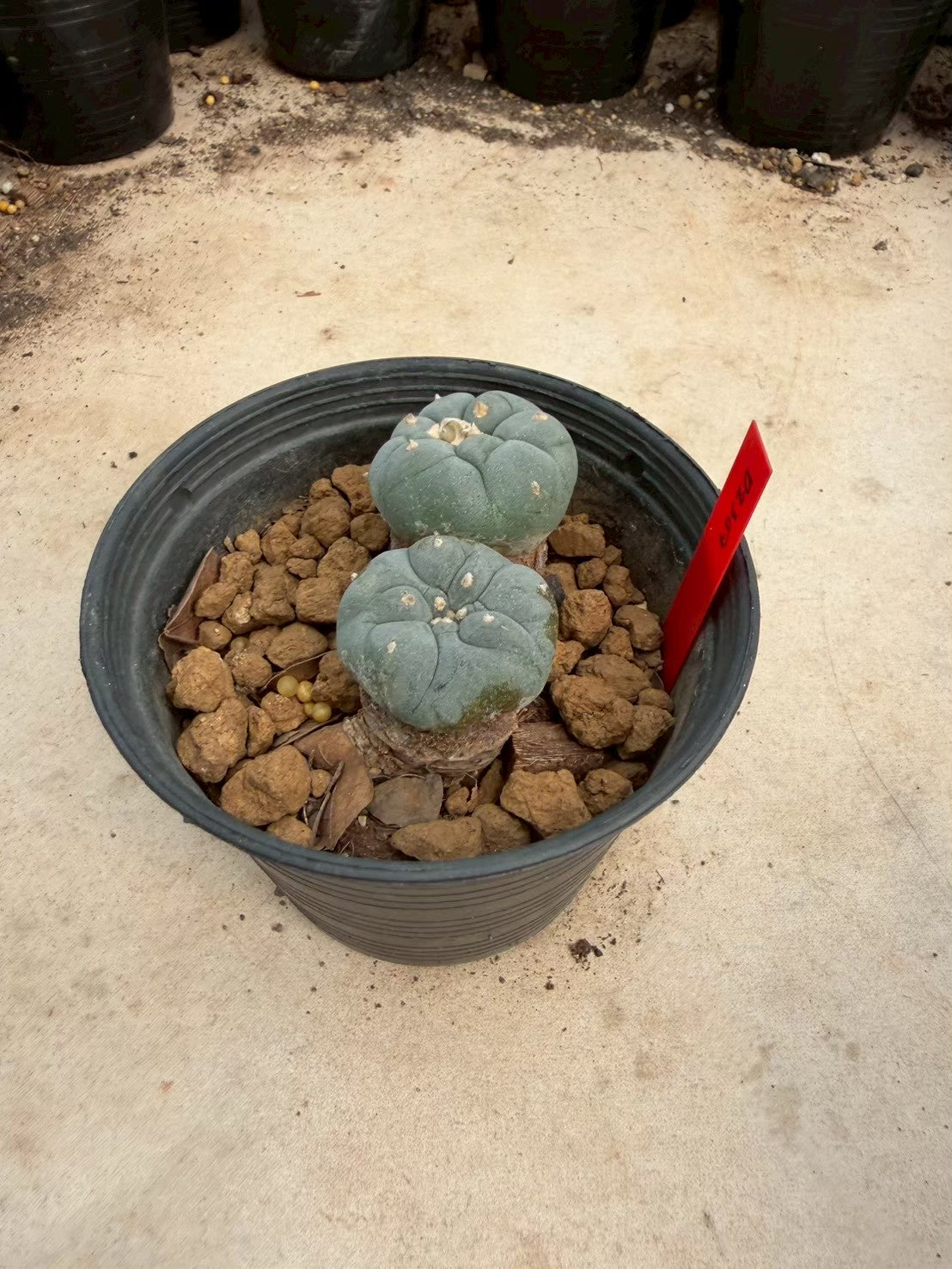 Lophophora williamsii – Peyote Cactus (Seed Grown, 3-3.5 cm, Own Root) 14 years old