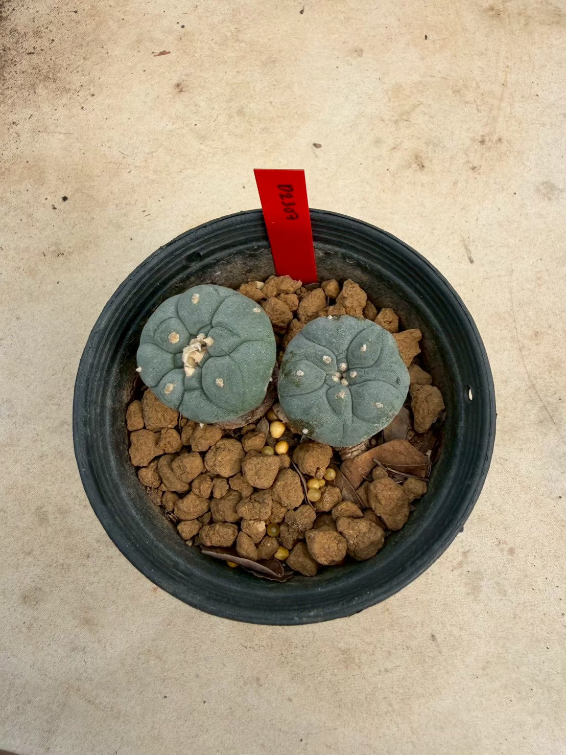 Lophophora williamsii – Peyote Cactus (Seed Grown, 3-3.5 cm, Own Root) 14 years old
