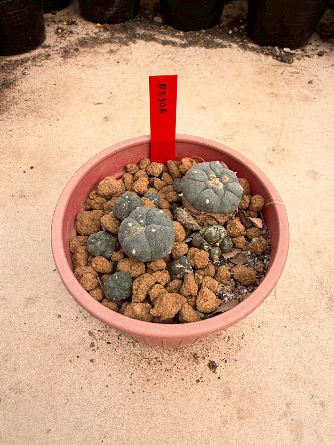 Lophophora williamsii – Peyote Cactus (Seed Grown, 3-3.5 cm, Own Root) 14 years old