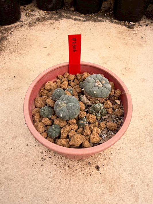 Lophophora williamsii – Peyote Cactus (Seed Grown, 3-3.5 cm, Own Root) 14 years old