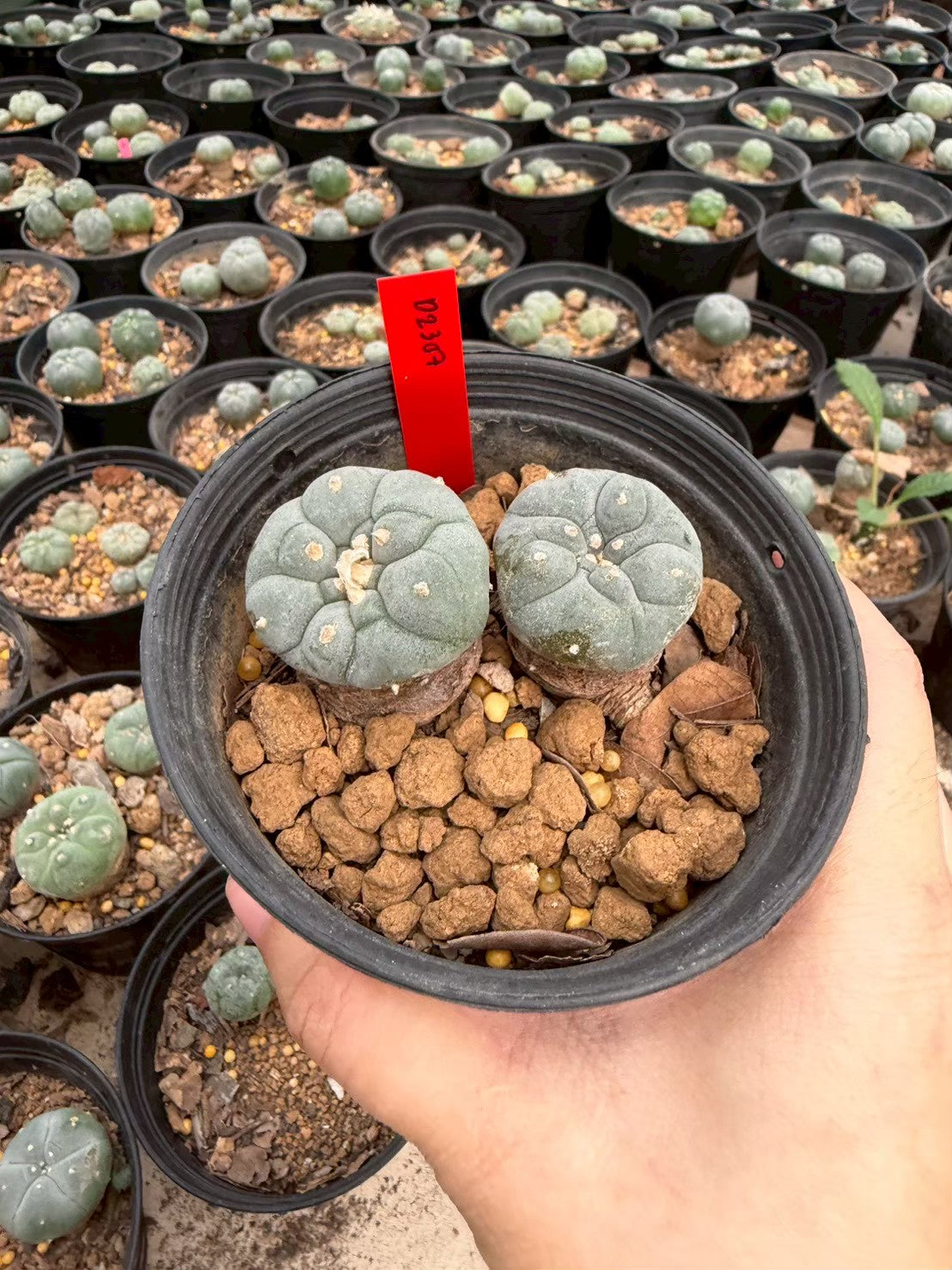 Lophophora williamsii – Peyote Cactus (Seed Grown, 3-3.5 cm, Own Root) 14 years old