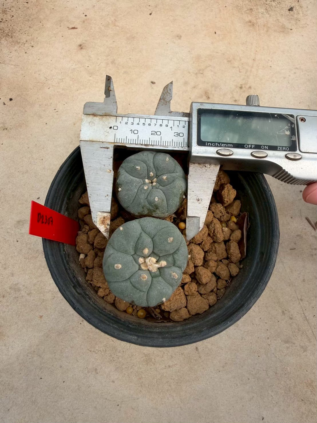 Lophophora williamsii – Peyote Cactus (Seed Grown, 3-3.5 cm, Own Root) 14 years old
