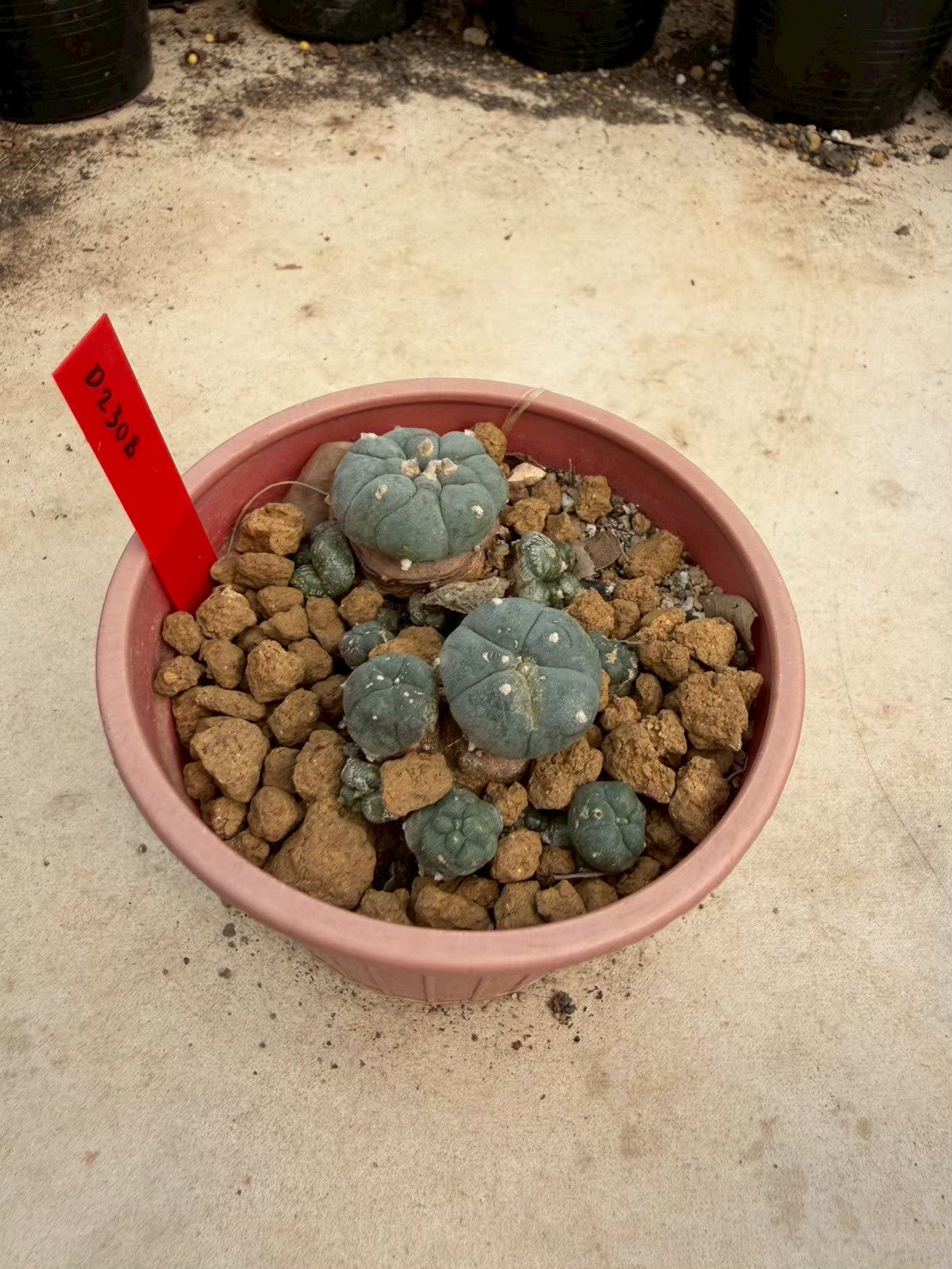 Lophophora williamsii – Peyote Cactus (Seed Grown, 3-3.5 cm, Own Root) 14 years old