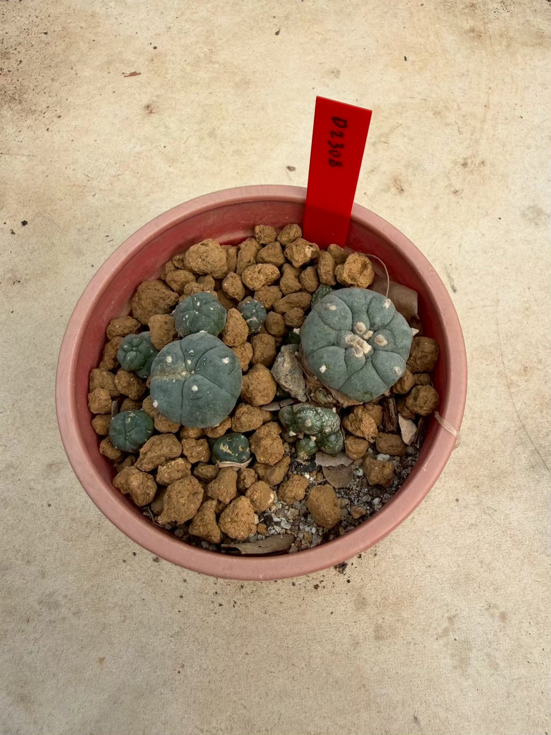 Lophophora williamsii – Peyote Cactus (Seed Grown, 3-3.5 cm, Own Root) 14 years old