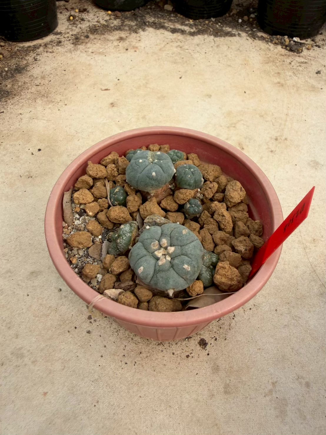 Lophophora williamsii – Peyote Cactus (Seed Grown, 3-3.5 cm, Own Root) 14 years old
