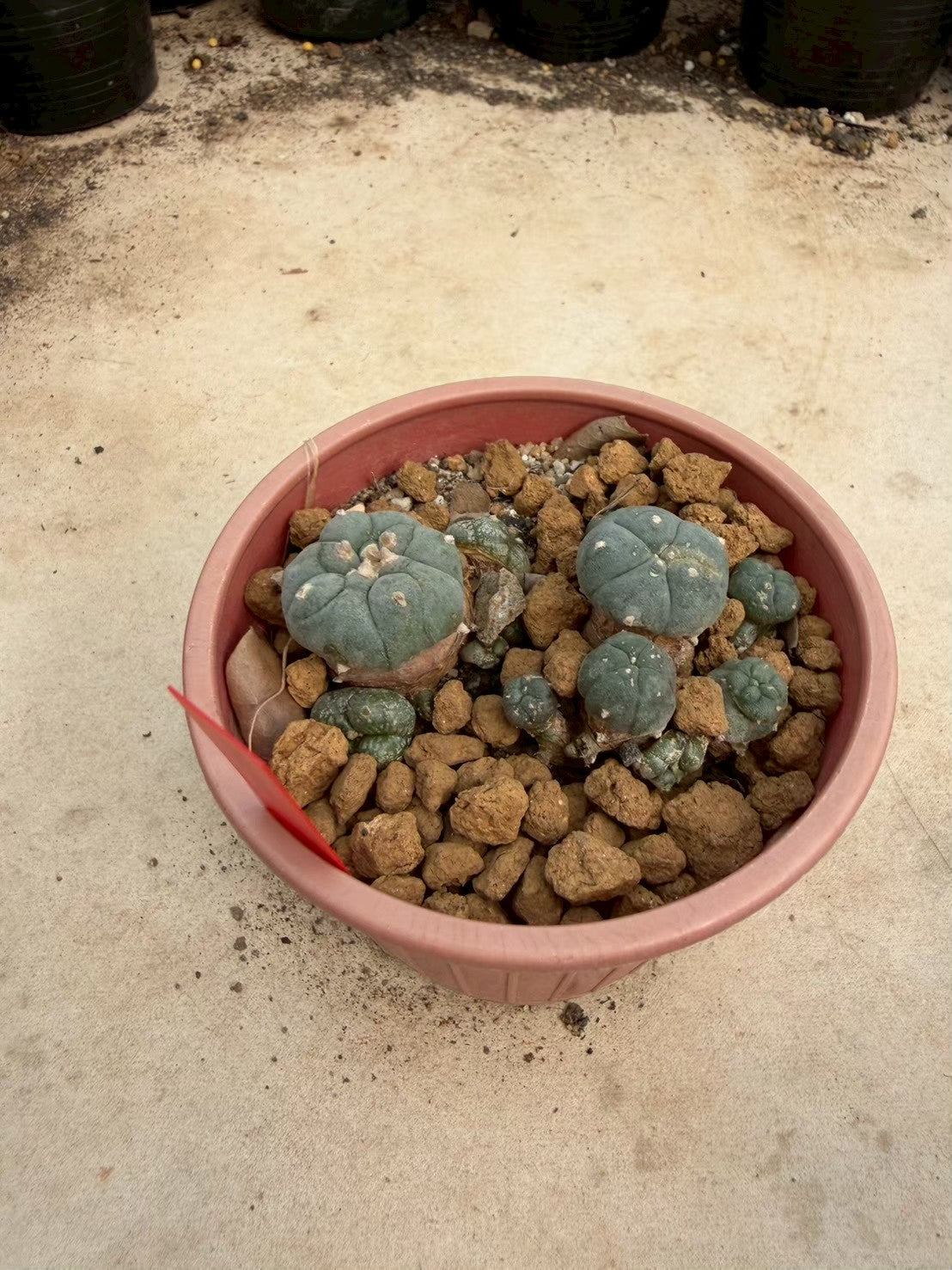 Lophophora williamsii – Peyote Cactus (Seed Grown, 3-3.5 cm, Own Root) 14 years old