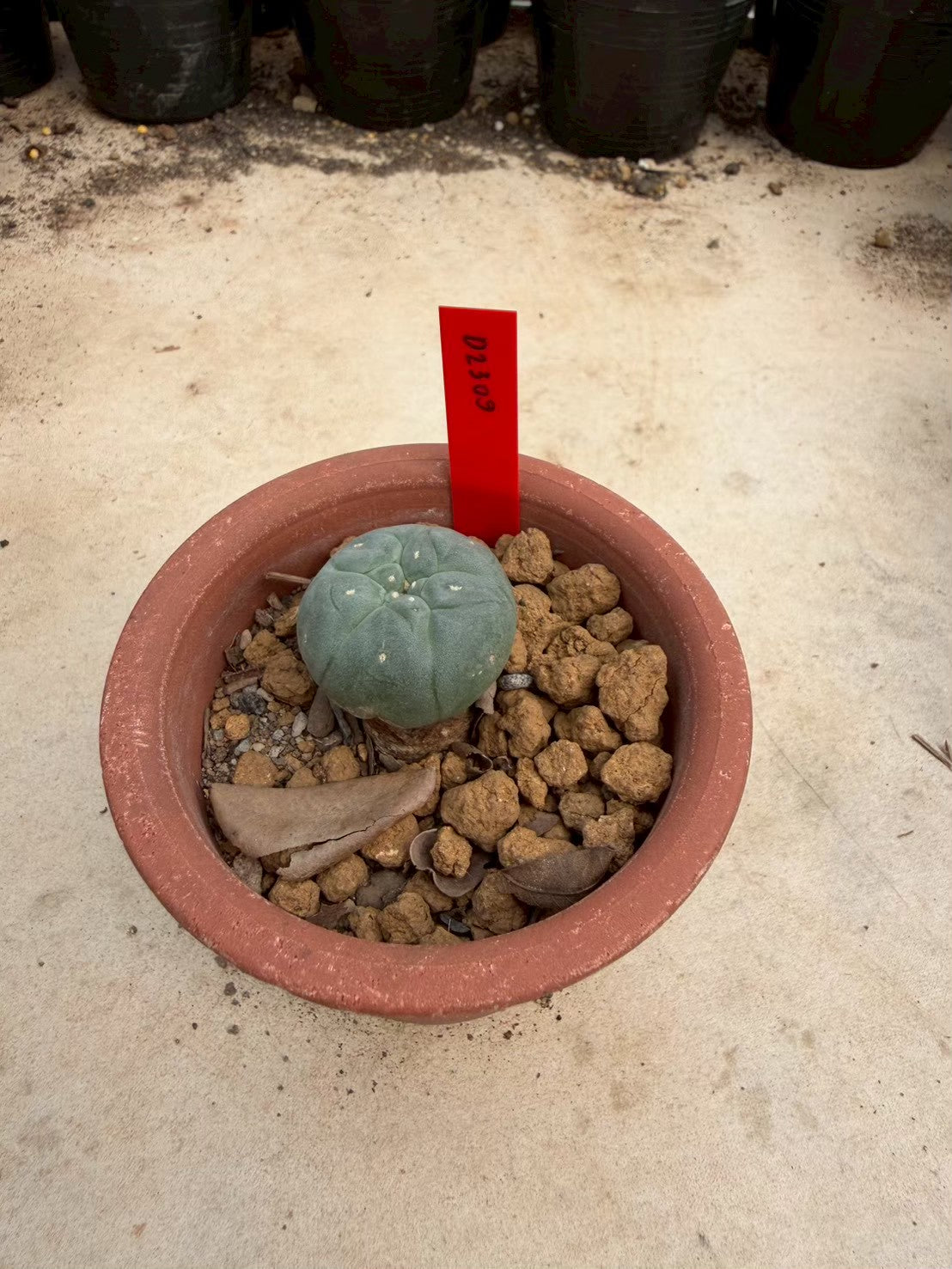 Lophophora williamsii – Peyote Cactus (Seed Grown, 2-2.5 cm, Own Root) 10 years old