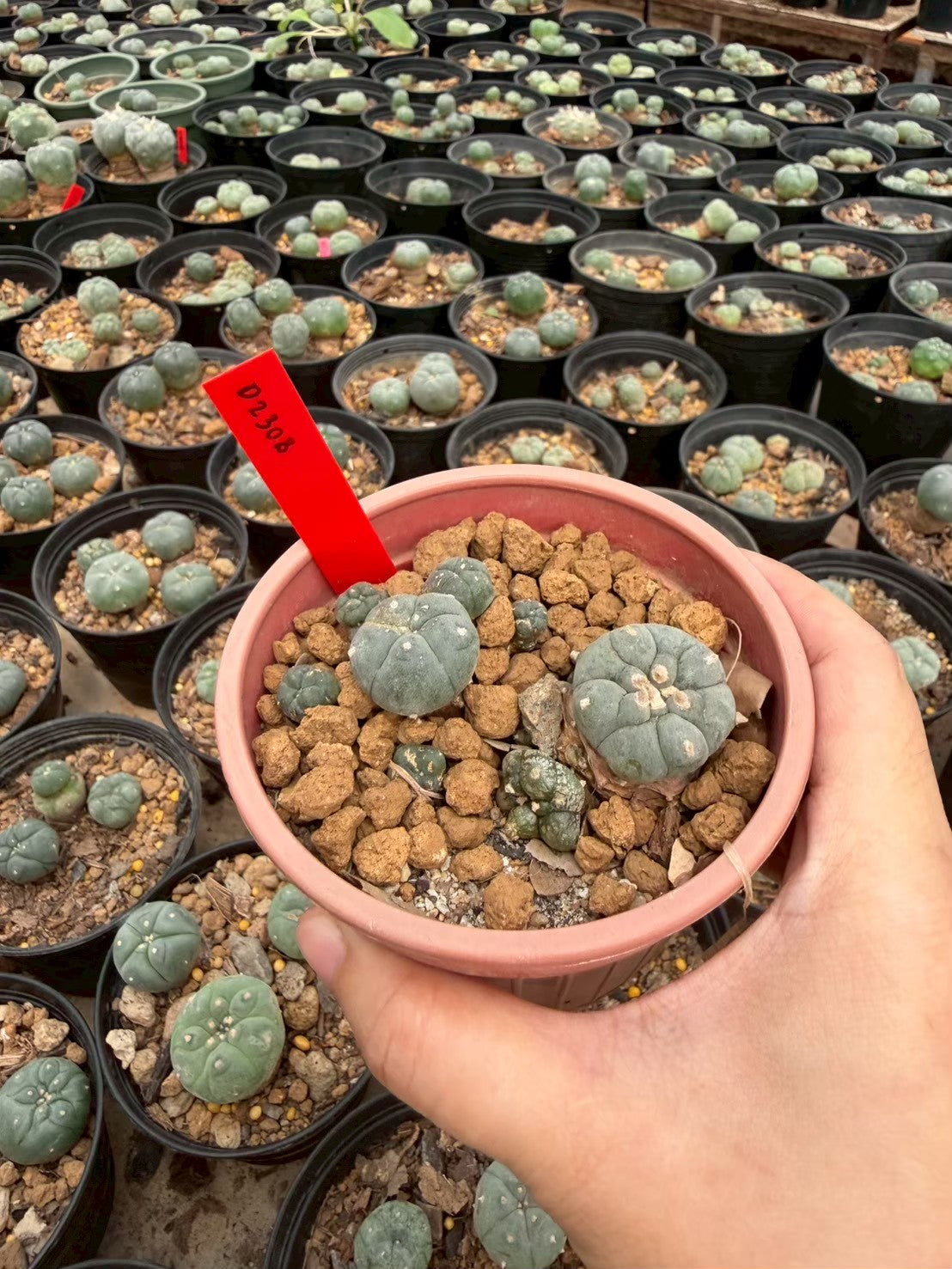 Lophophora williamsii – Peyote Cactus (Seed Grown, 3-3.5 cm, Own Root) 14 years old