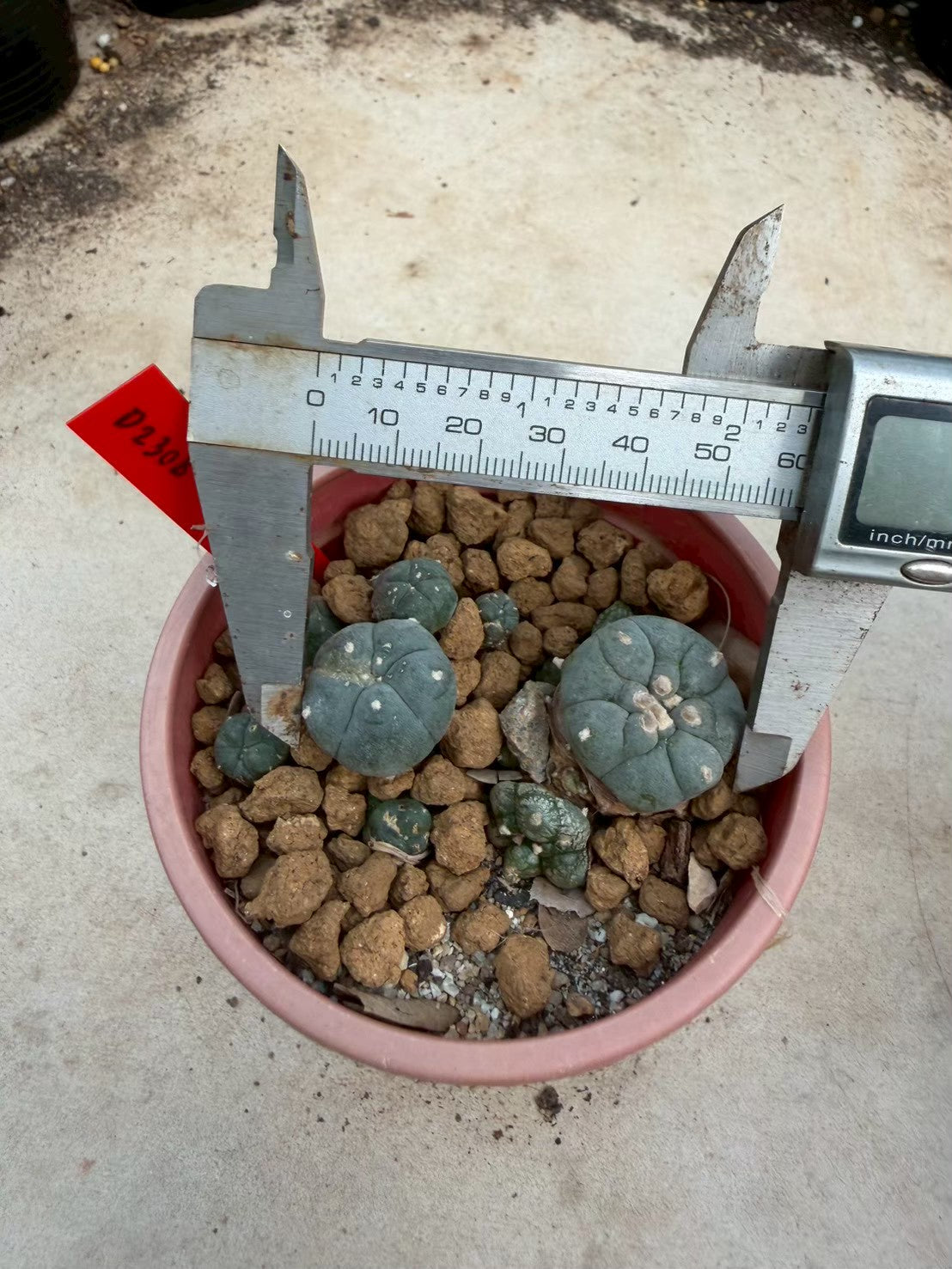 Lophophora williamsii – Peyote Cactus (Seed Grown, 3-3.5 cm, Own Root) 14 years old