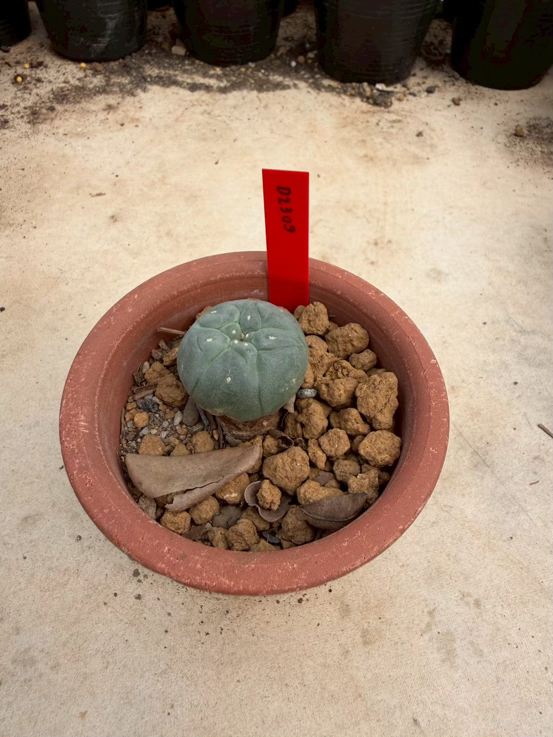 Lophophora williamsii – Peyote Cactus (Seed Grown, 2-2.5 cm, Own Root) 10 years old
