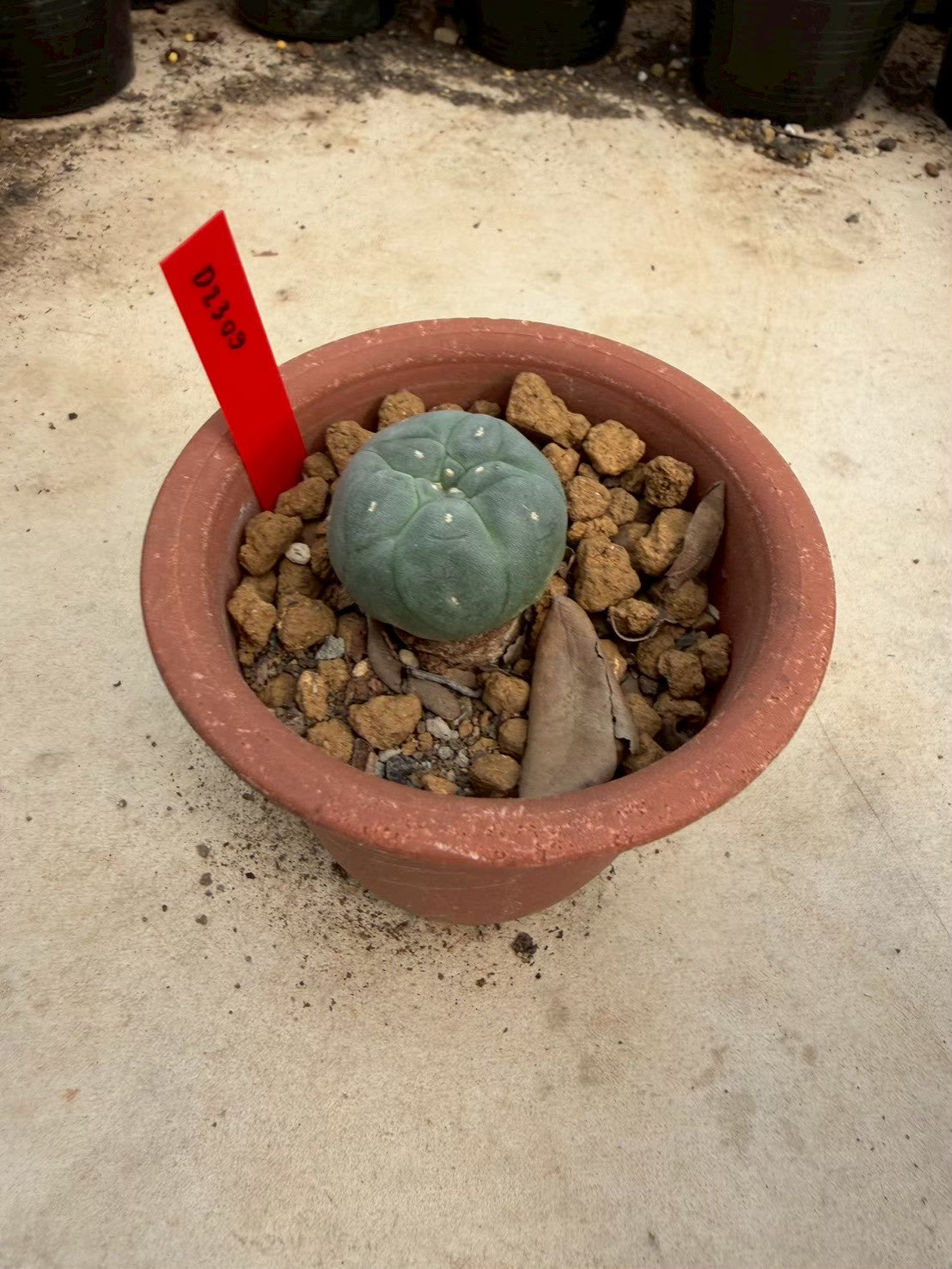Lophophora williamsii – Peyote Cactus (Seed Grown, 2-2.5 cm, Own Root) 10 years old