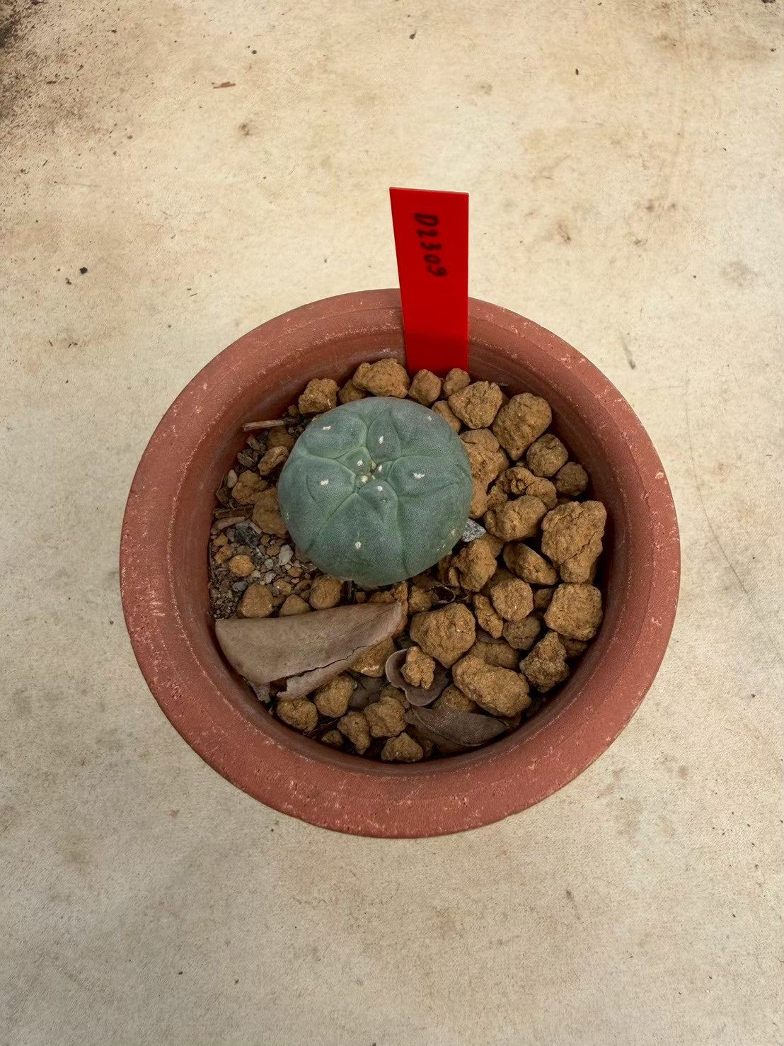 Lophophora williamsii – Peyote Cactus (Seed Grown, 2-2.5 cm, Own Root) 10 years old