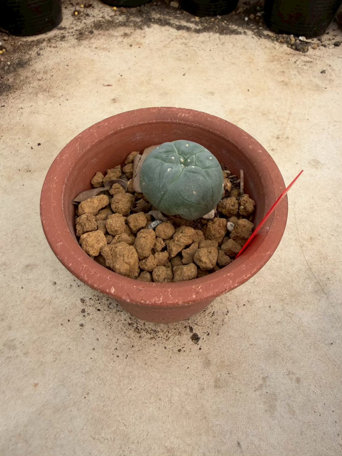 Lophophora williamsii – Peyote Cactus (Seed Grown, 2-2.5 cm, Own Root) 10 years old