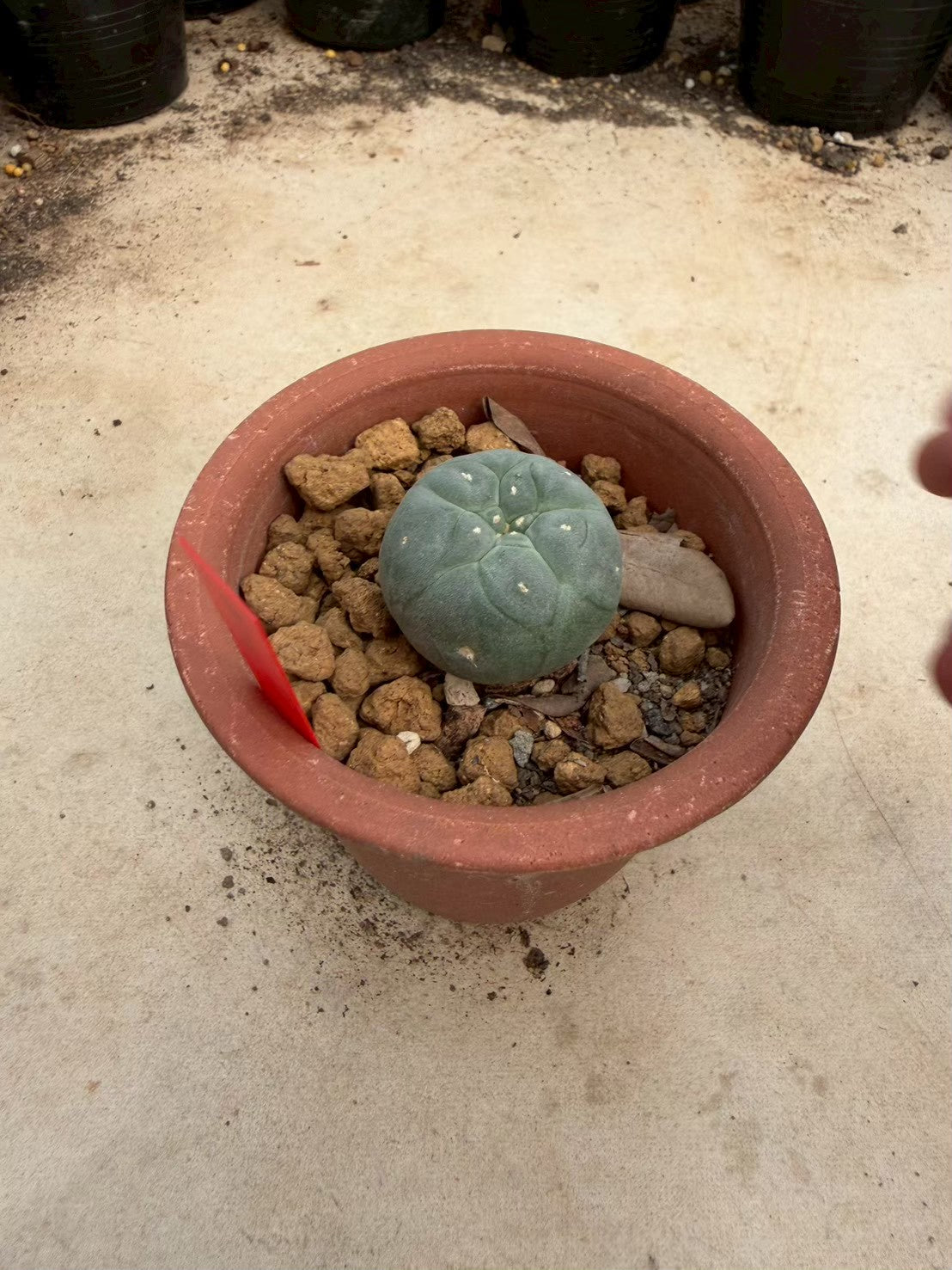 Lophophora williamsii – Peyote Cactus (Seed Grown, 2-2.5 cm, Own Root) 10 years old