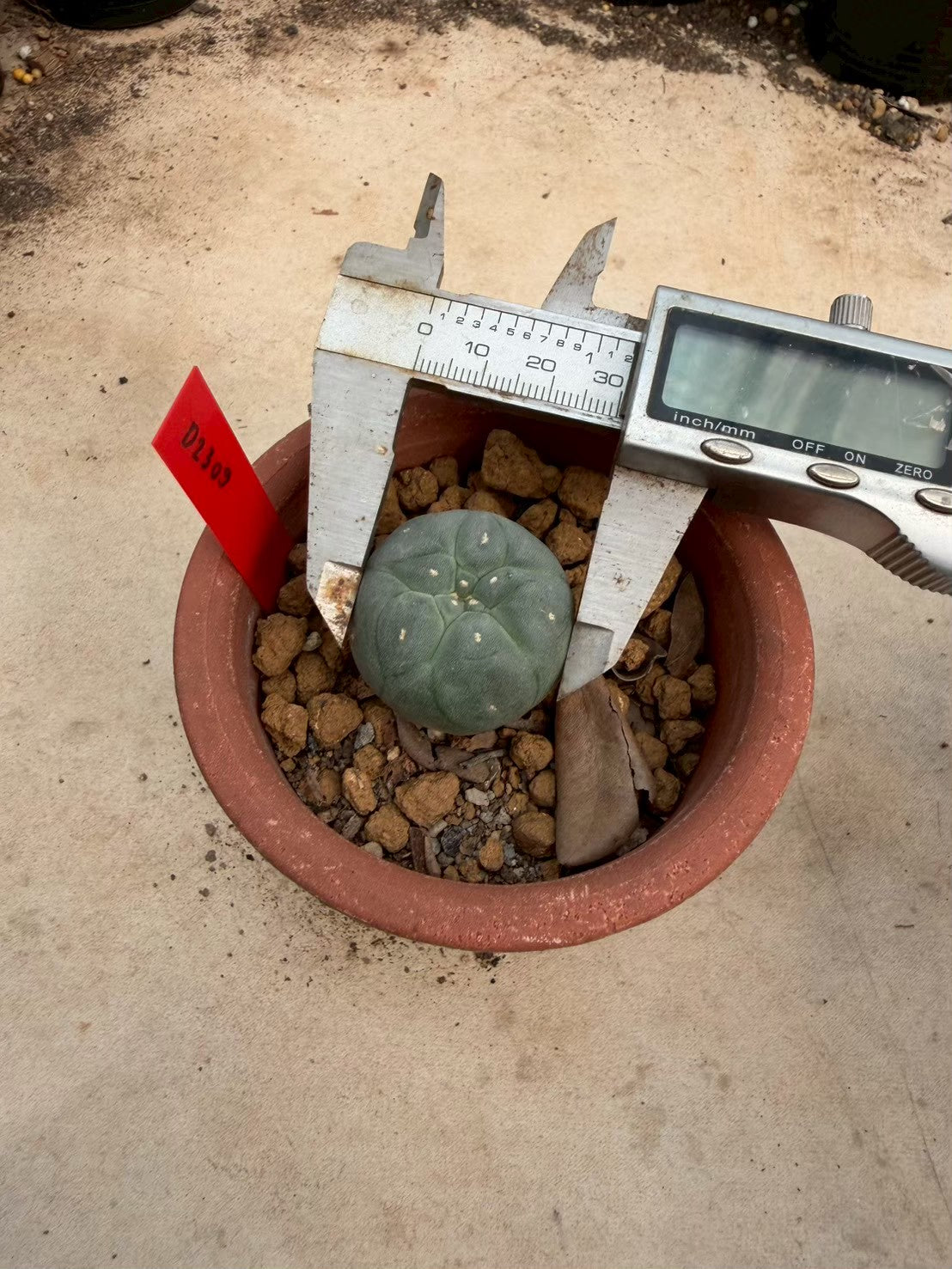 Lophophora williamsii – Peyote Cactus (Seed Grown, 2-2.5 cm, Own Root) 10 years old
