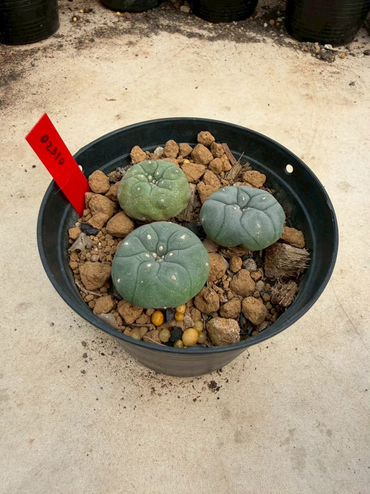 Lophophora williamsii cristata– Peyote Cactus (Seed Grown, 3-3.5 cm, Own Root) 14 years old