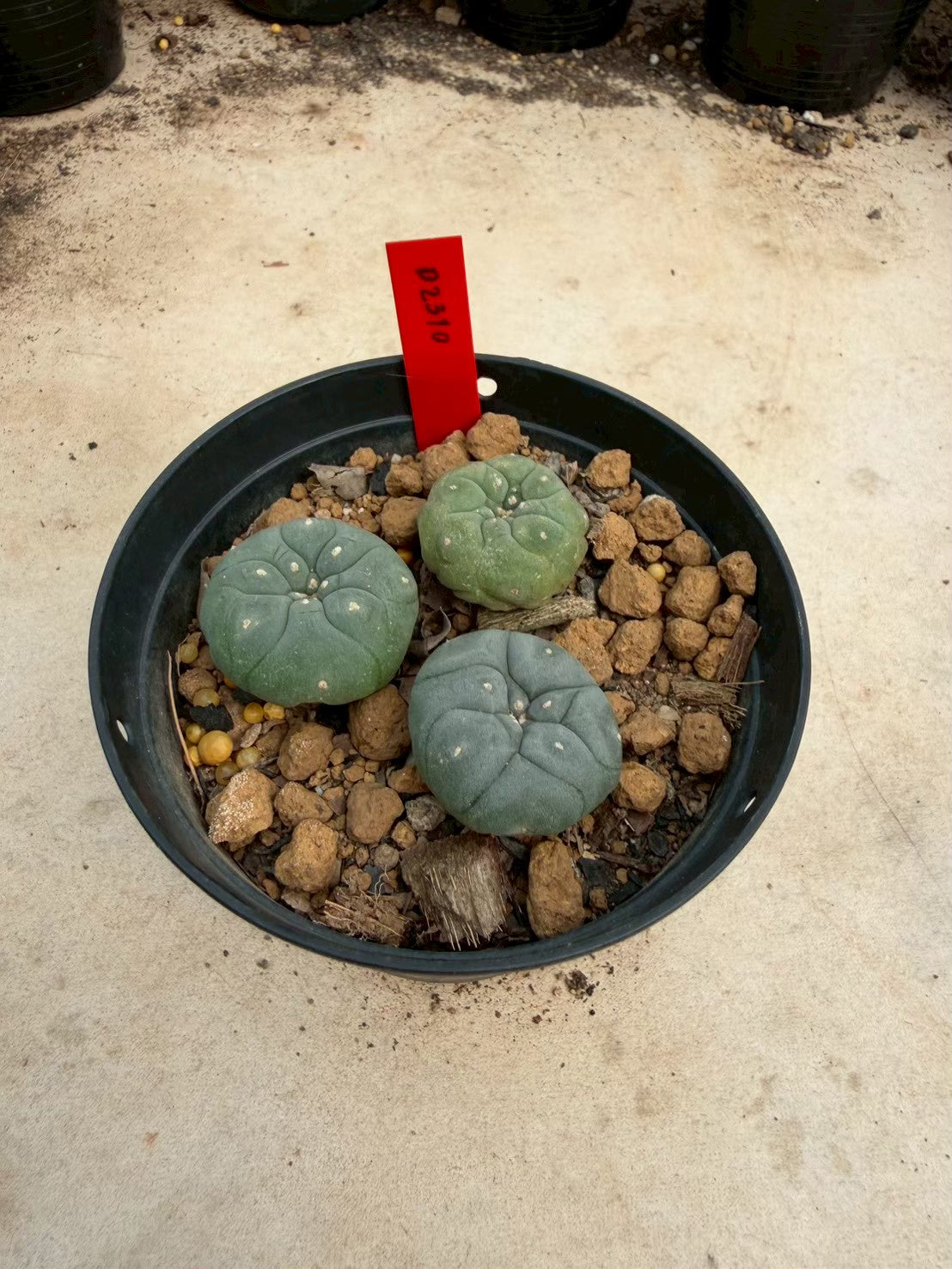 Lophophora williamsii cristata– Peyote Cactus (Seed Grown, 3-3.5 cm, Own Root) 14 years old