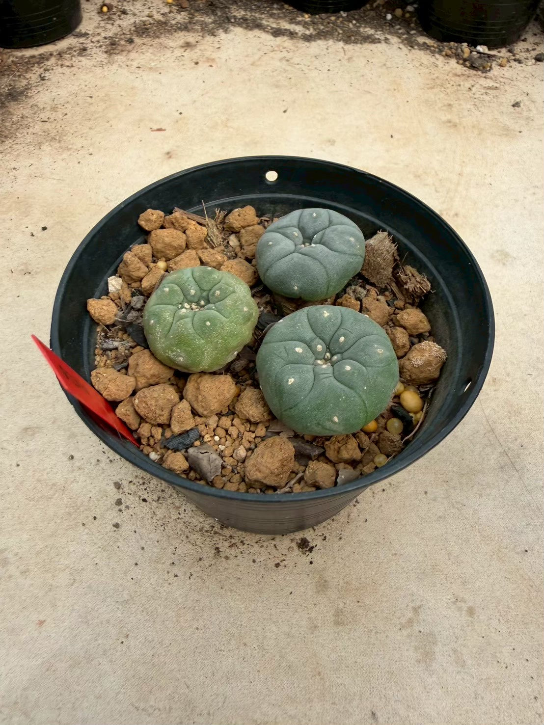 Lophophora williamsii cristata– Peyote Cactus (Seed Grown, 3-3.5 cm, Own Root) 14 years old