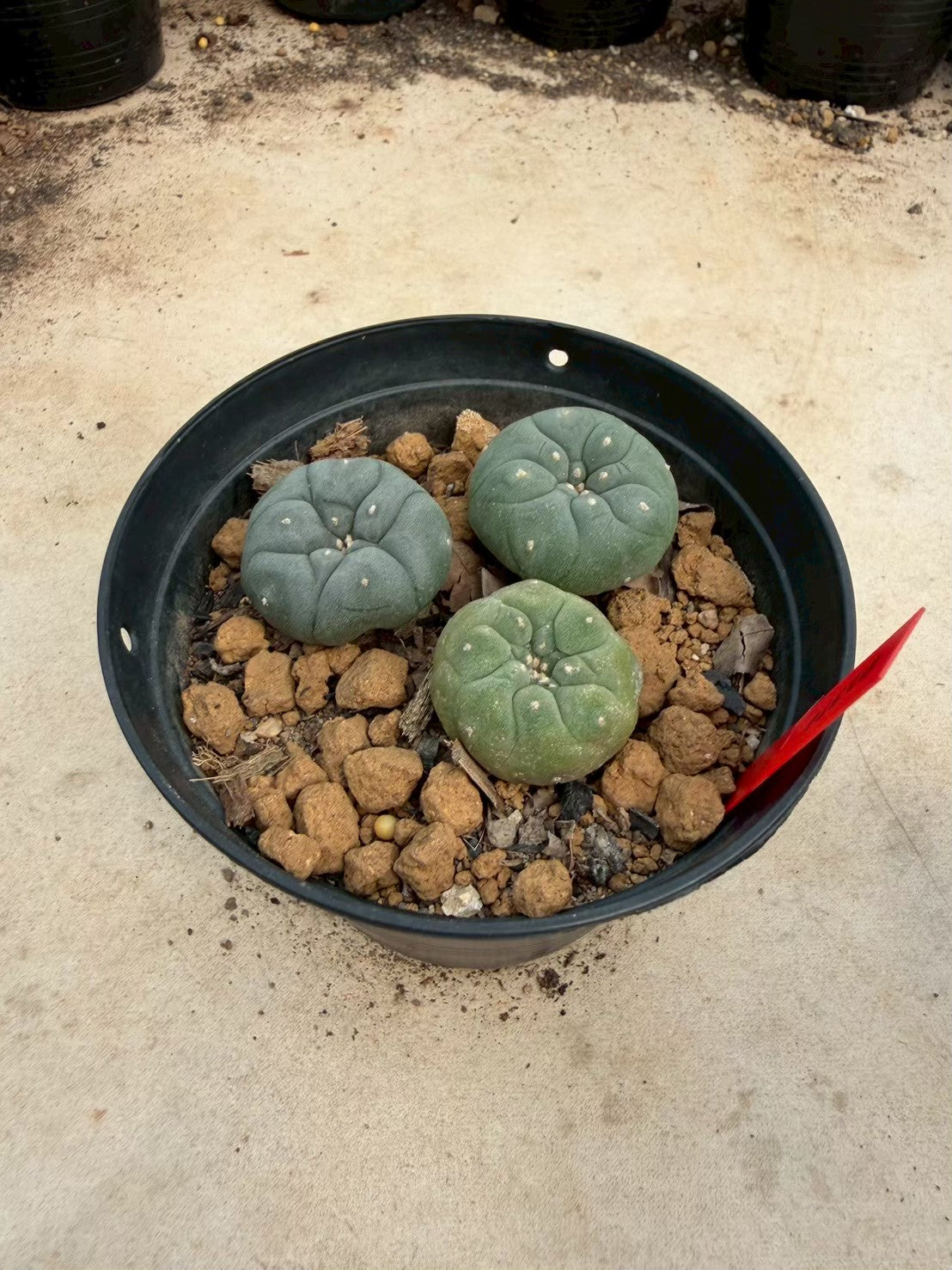 Lophophora williamsii cristata– Peyote Cactus (Seed Grown, 3-3.5 cm, Own Root) 14 years old