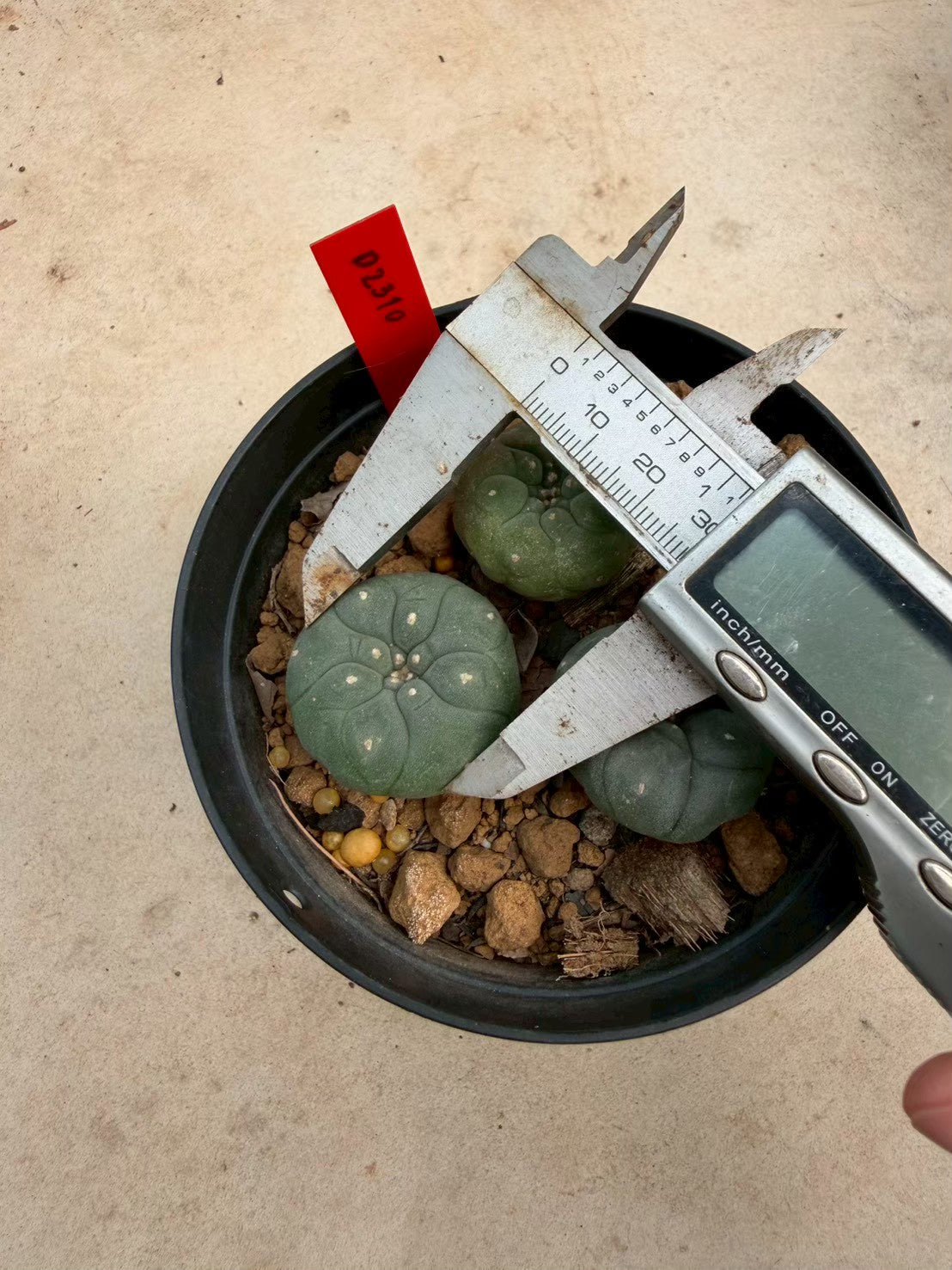 Lophophora williamsii cristata– Peyote Cactus (Seed Grown, 3-3.5 cm, Own Root) 14 years old