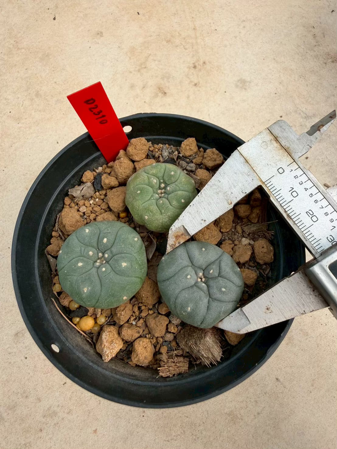 Lophophora williamsii cristata– Peyote Cactus (Seed Grown, 3-3.5 cm, Own Root) 14 years old