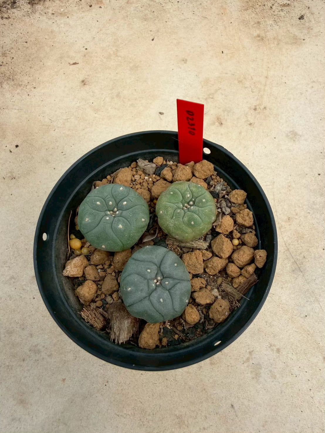 Lophophora williamsii cristata– Peyote Cactus (Seed Grown, 3-3.5 cm, Own Root) 14 years old