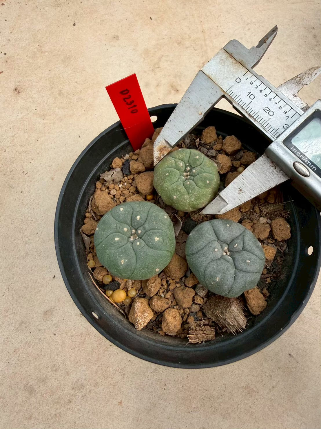 Lophophora williamsii cristata– Peyote Cactus (Seed Grown, 3-3.5 cm, Own Root) 14 years old