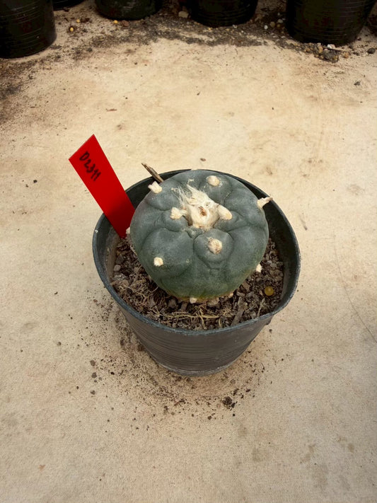 Lophophora williamsii – Peyote Cactus (Seed Grown, 4-4.5 cm, Own Root) 14 years old