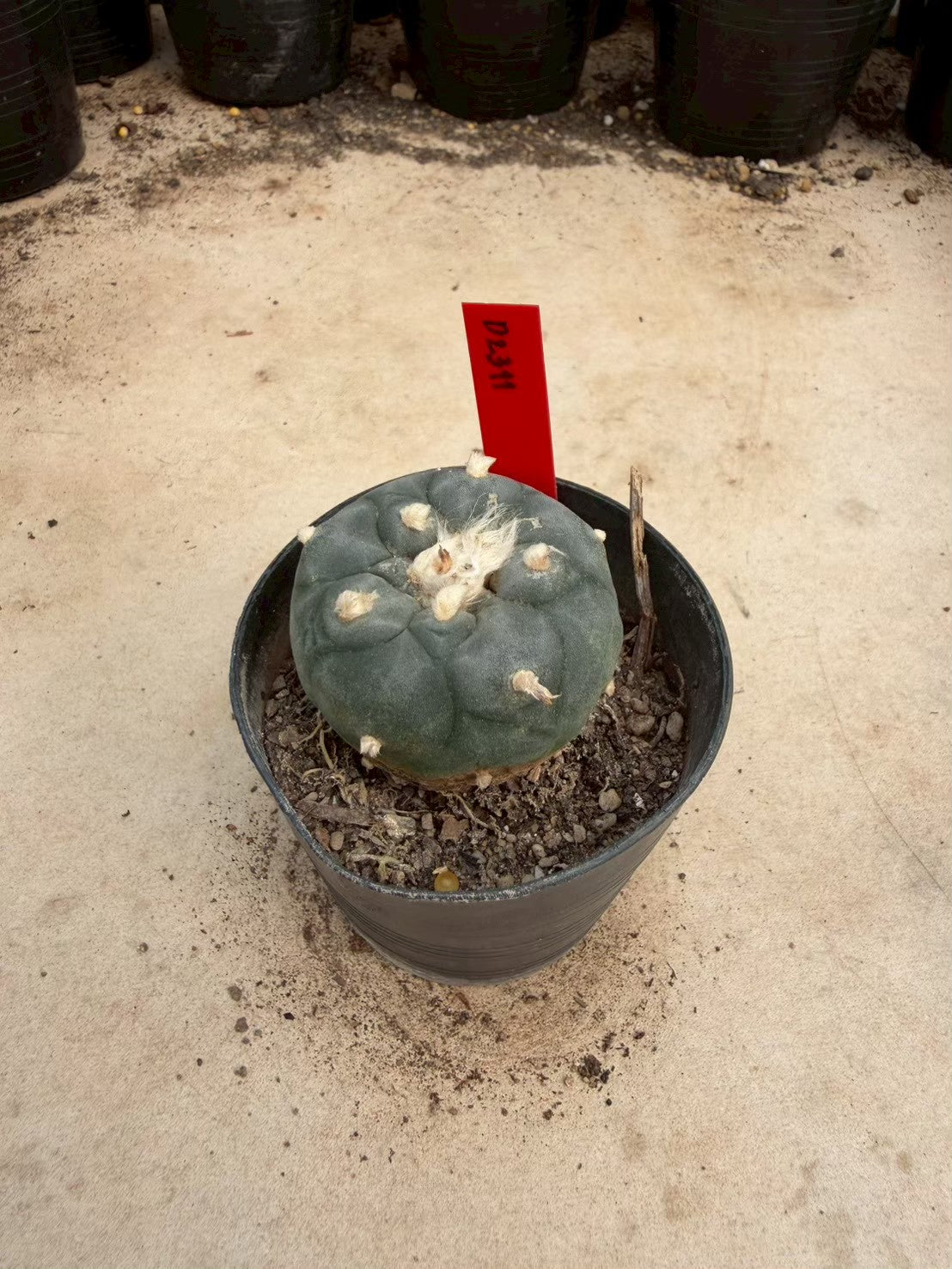 Lophophora williamsii – Peyote Cactus (Seed Grown, 4-4.5 cm, Own Root) 14 years old