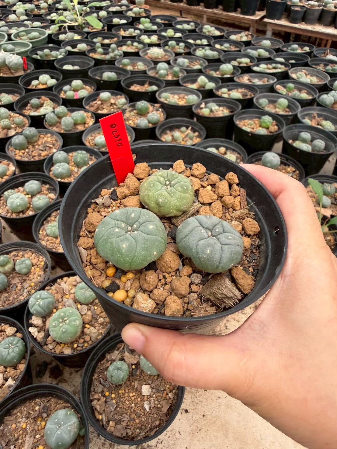 Lophophora williamsii cristata– Peyote Cactus (Seed Grown, 3-3.5 cm, Own Root) 14 years old