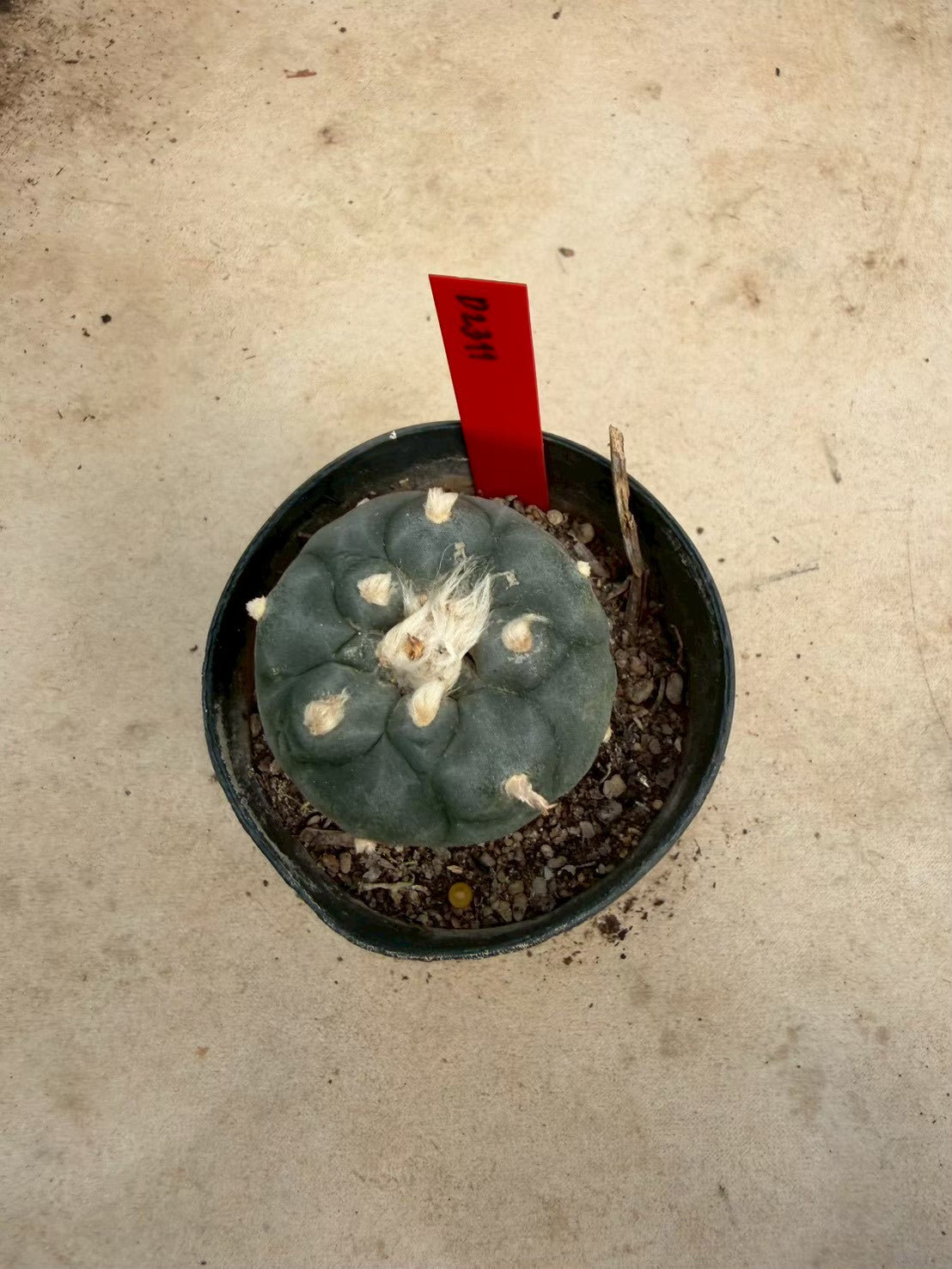Lophophora williamsii – Peyote Cactus (Seed Grown, 4-4.5 cm, Own Root) 14 years old