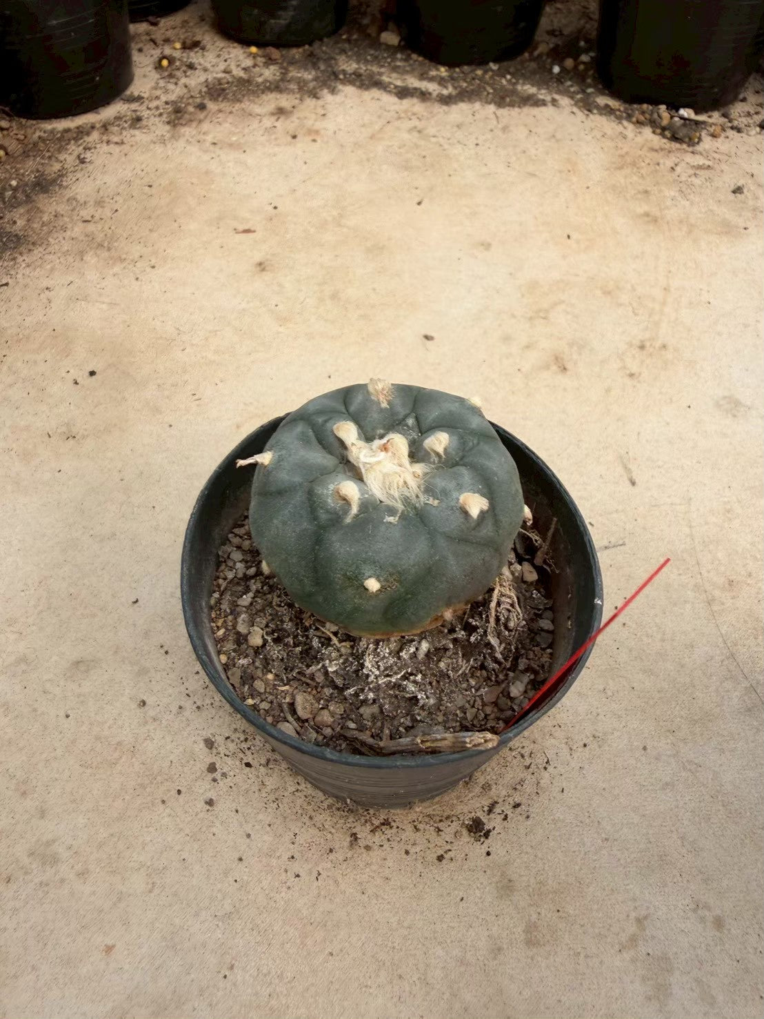Lophophora williamsii – Peyote Cactus (Seed Grown, 4-4.5 cm, Own Root) 14 years old