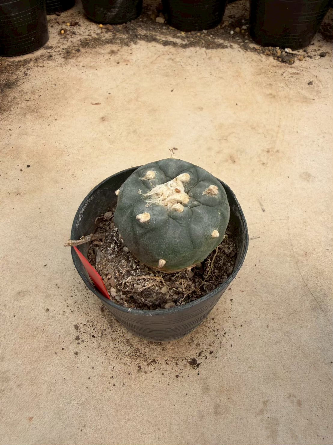 Lophophora williamsii – Peyote Cactus (Seed Grown, 4-4.5 cm, Own Root) 14 years old