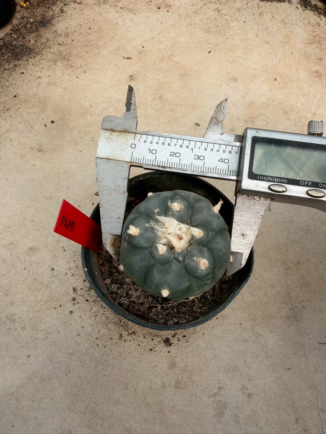 Lophophora williamsii – Peyote Cactus (Seed Grown, 4-4.5 cm, Own Root) 14 years old