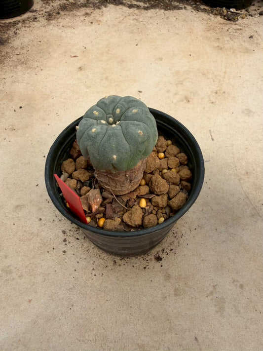Lophophora williamsii – Peyote Cactus (Seed Grown, 3-3.5 cm, Own Root) 14 years old