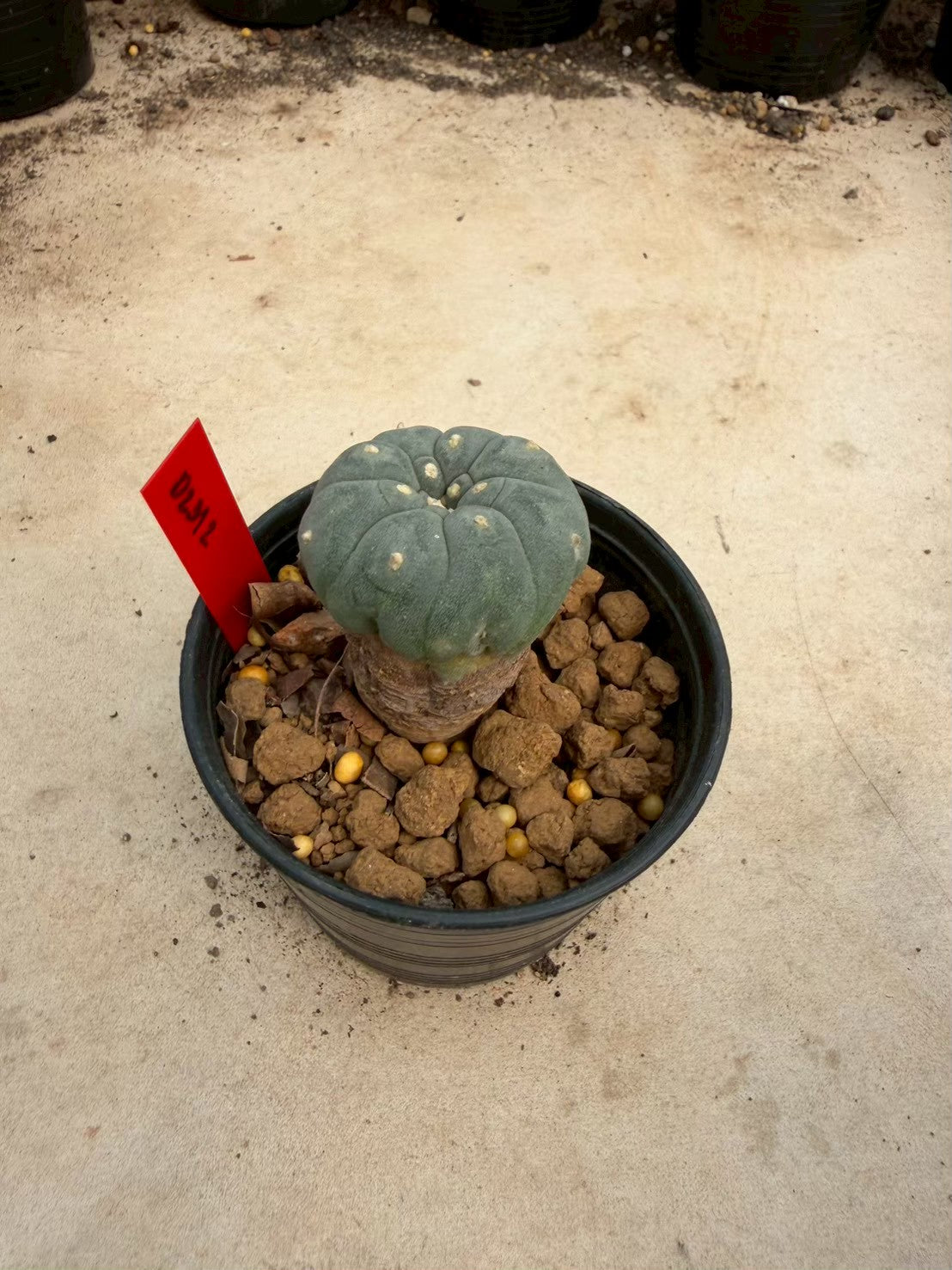 Lophophora williamsii – Peyote Cactus (Seed Grown, 3-3.5 cm, Own Root) 14 years old