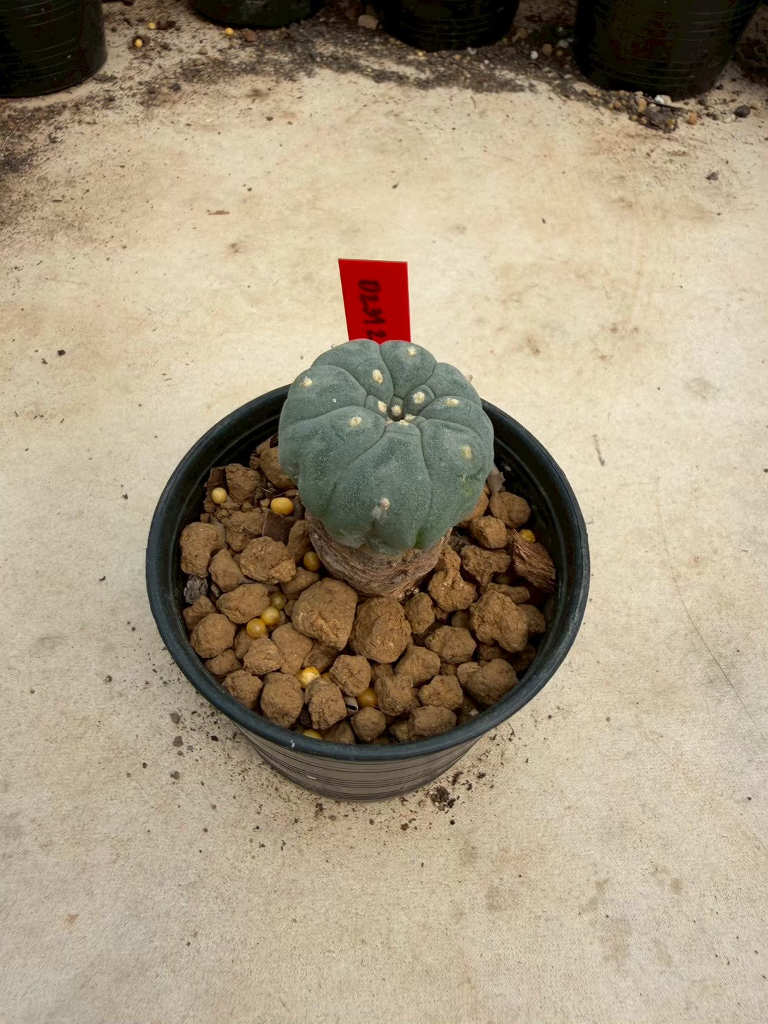 Lophophora williamsii – Peyote Cactus (Seed Grown, 3-3.5 cm, Own Root) 14 years old