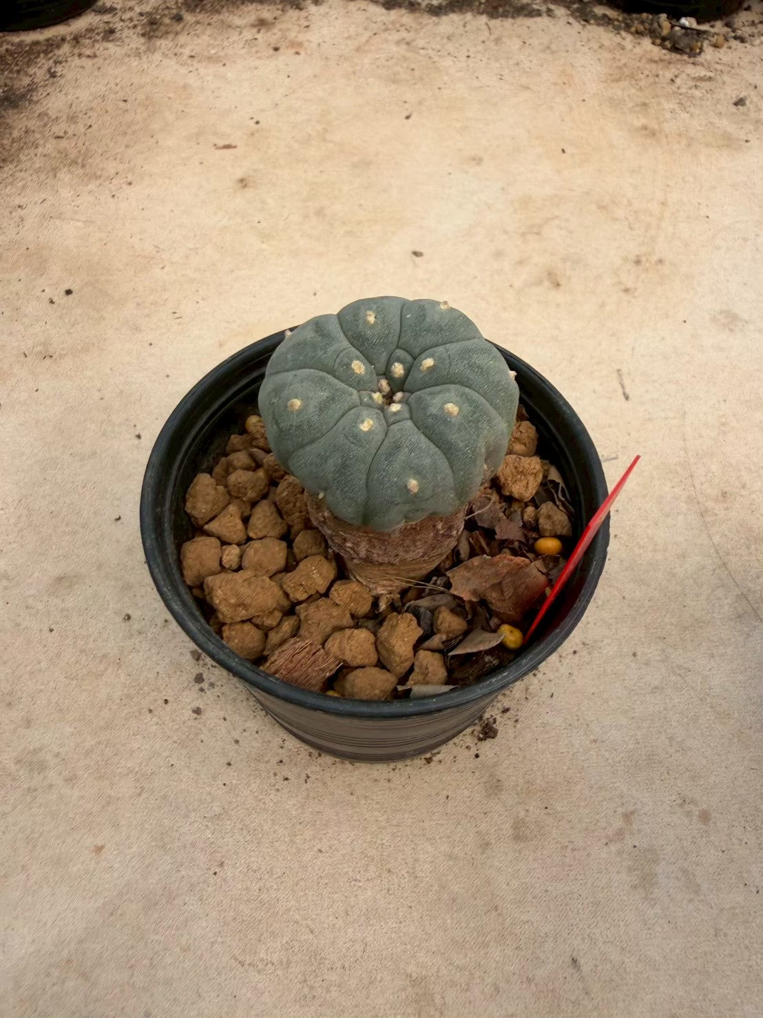 Lophophora williamsii – Peyote Cactus (Seed Grown, 3-3.5 cm, Own Root) 14 years old