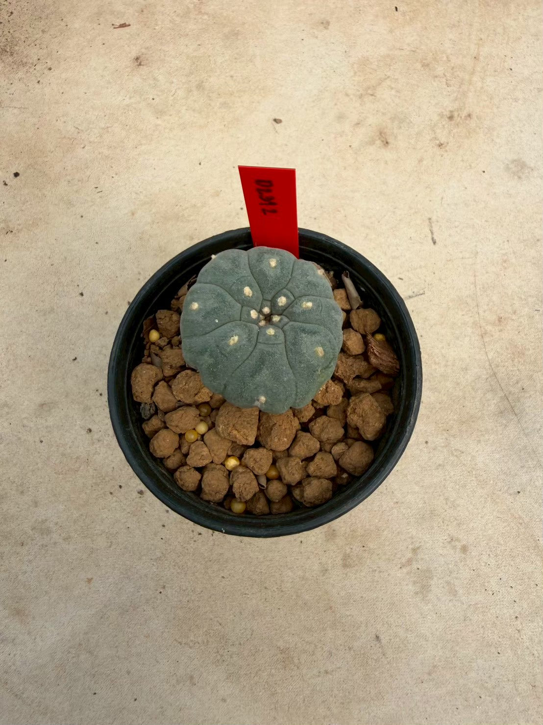 Lophophora williamsii – Peyote Cactus (Seed Grown, 3-3.5 cm, Own Root) 14 years old
