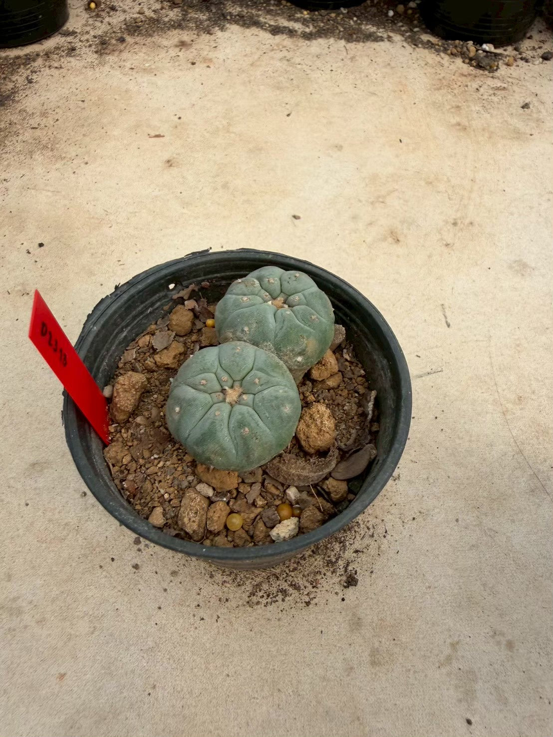 Lophophora williamsii – Peyote Cactus (Seed Grown, 3-3.5 cm, Own Root) 14 years old