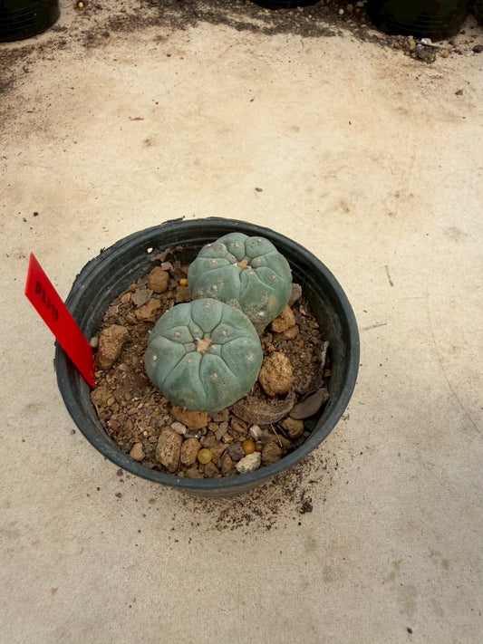 Lophophora williamsii – Peyote Cactus (Seed Grown, 3-3.5 cm, Own Root) 14 years old