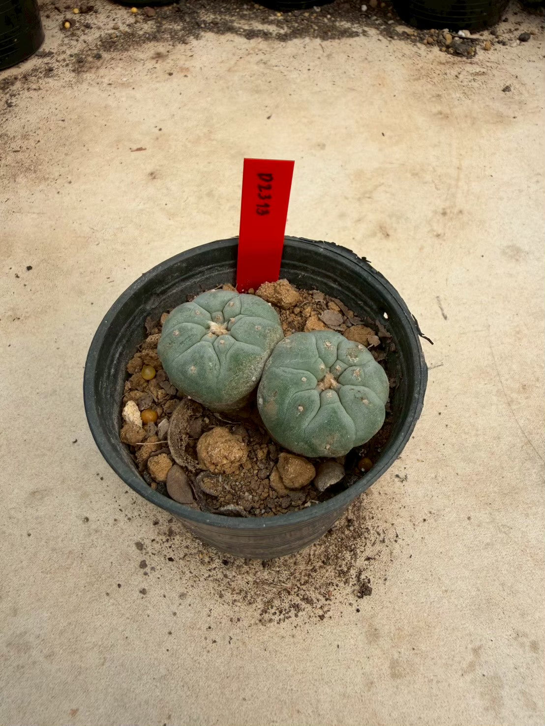 Lophophora williamsii – Peyote Cactus (Seed Grown, 3-3.5 cm, Own Root) 14 years old