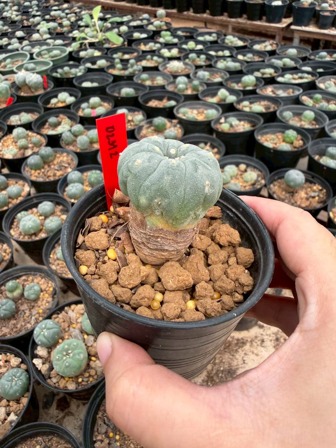 Lophophora williamsii – Peyote Cactus (Seed Grown, 3-3.5 cm, Own Root) 14 years old