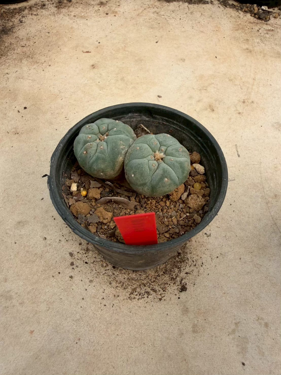 Lophophora williamsii – Peyote Cactus (Seed Grown, 3-3.5 cm, Own Root) 14 years old