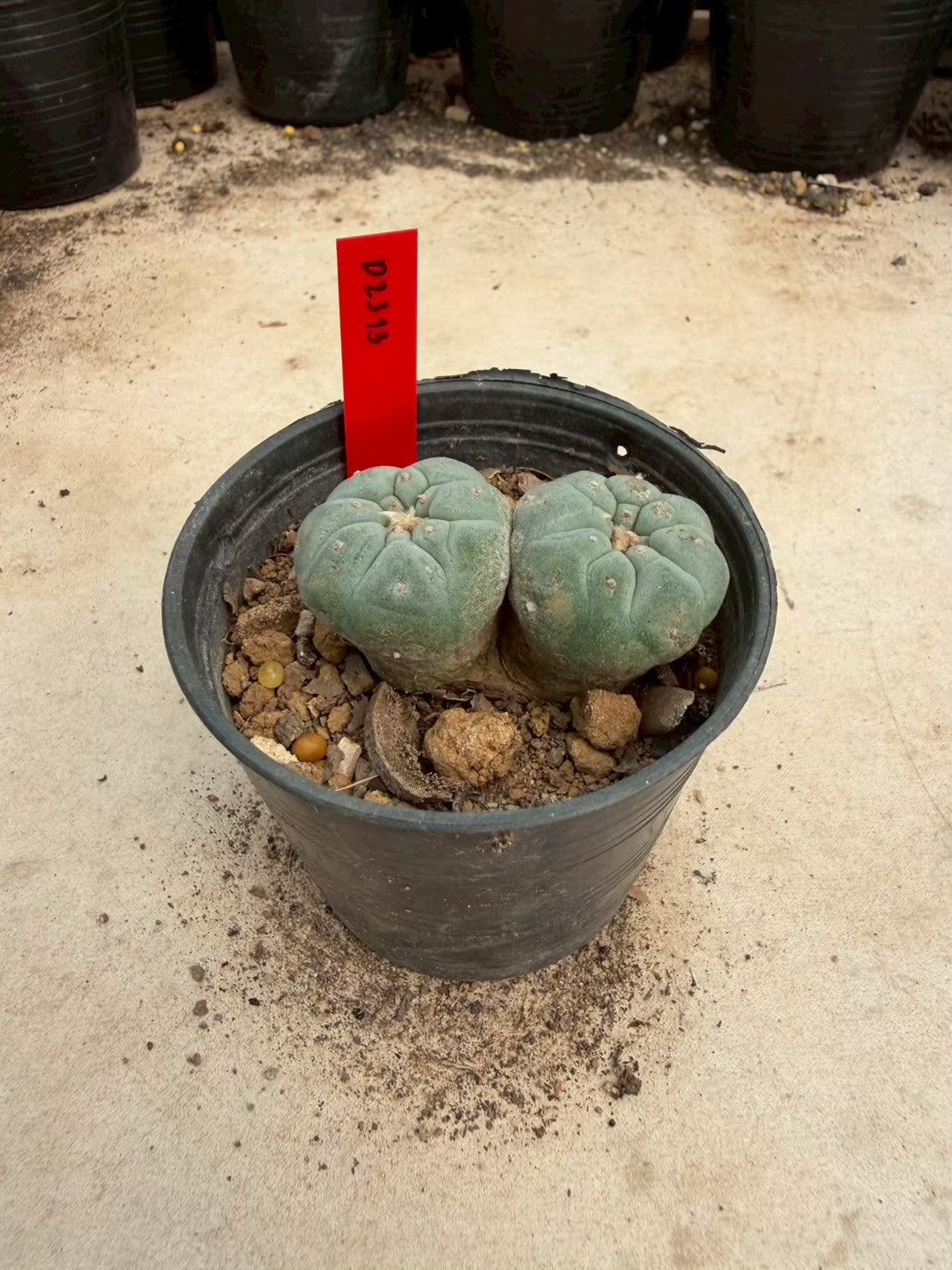 Lophophora williamsii – Peyote Cactus (Seed Grown, 3-3.5 cm, Own Root) 14 years old