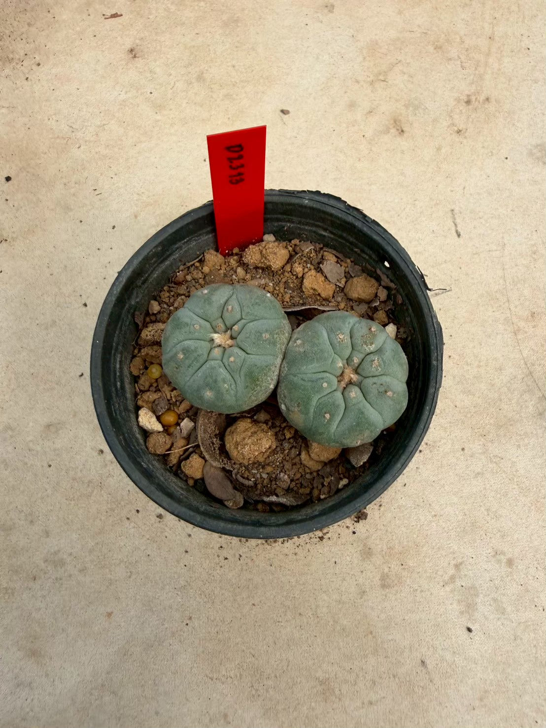 Lophophora williamsii – Peyote Cactus (Seed Grown, 3-3.5 cm, Own Root) 14 years old