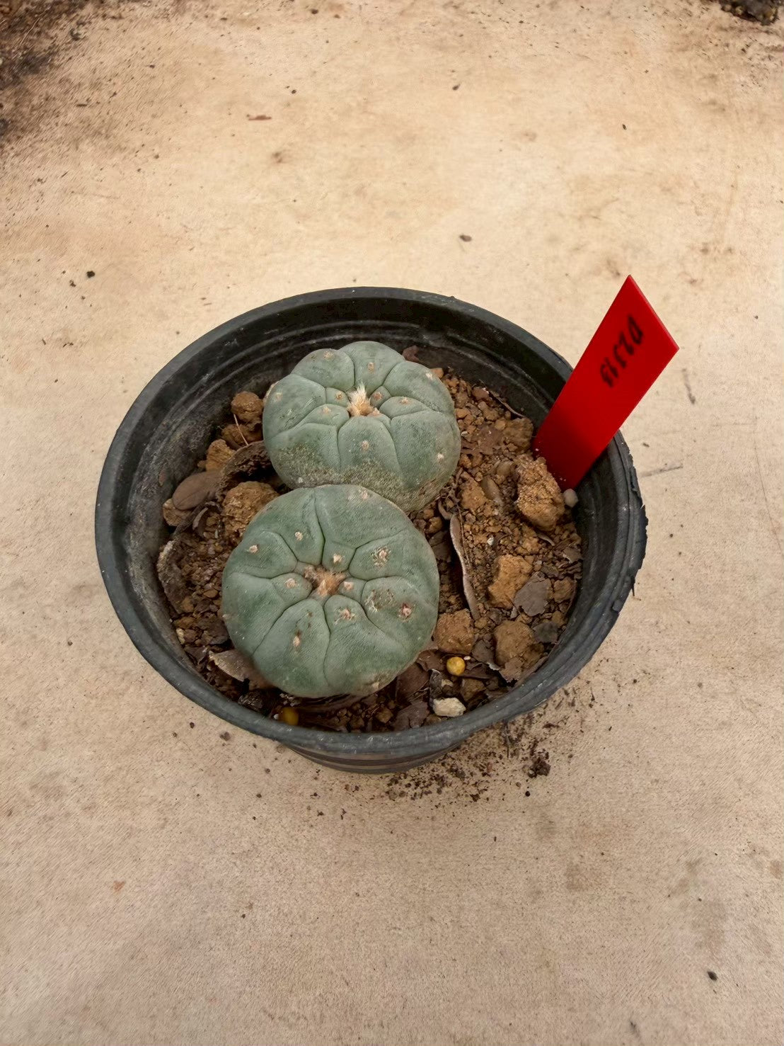 Lophophora williamsii – Peyote Cactus (Seed Grown, 3-3.5 cm, Own Root) 14 years old